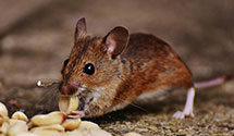 24 Hour & Emergency Exterminators in Coolidge, KS